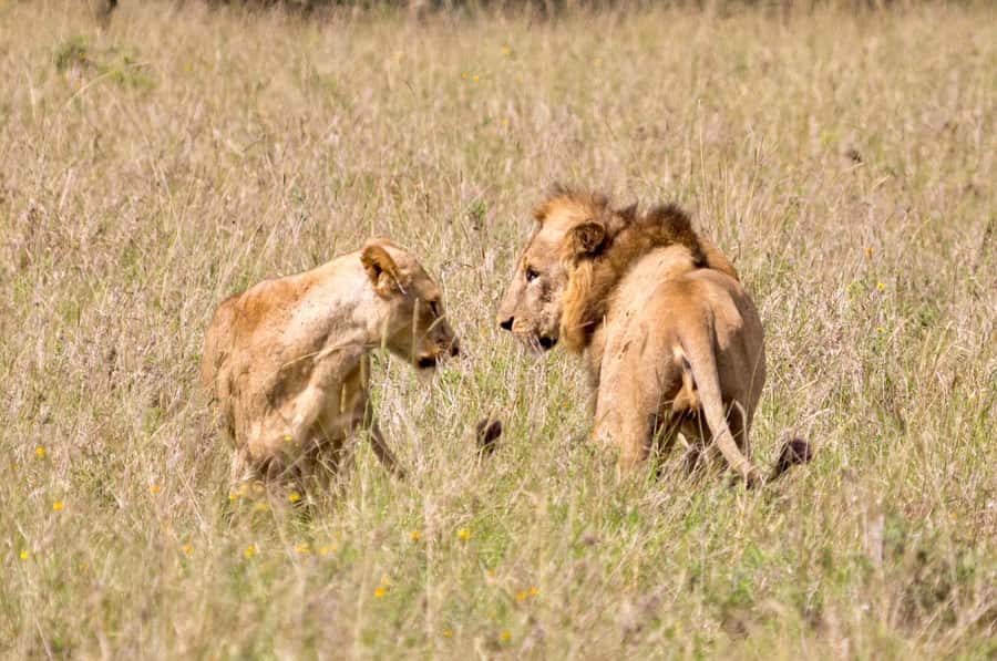 5-Hours Nairobi National Park Game Drive 4x4 Vehicle - Practical tips for a better outing
