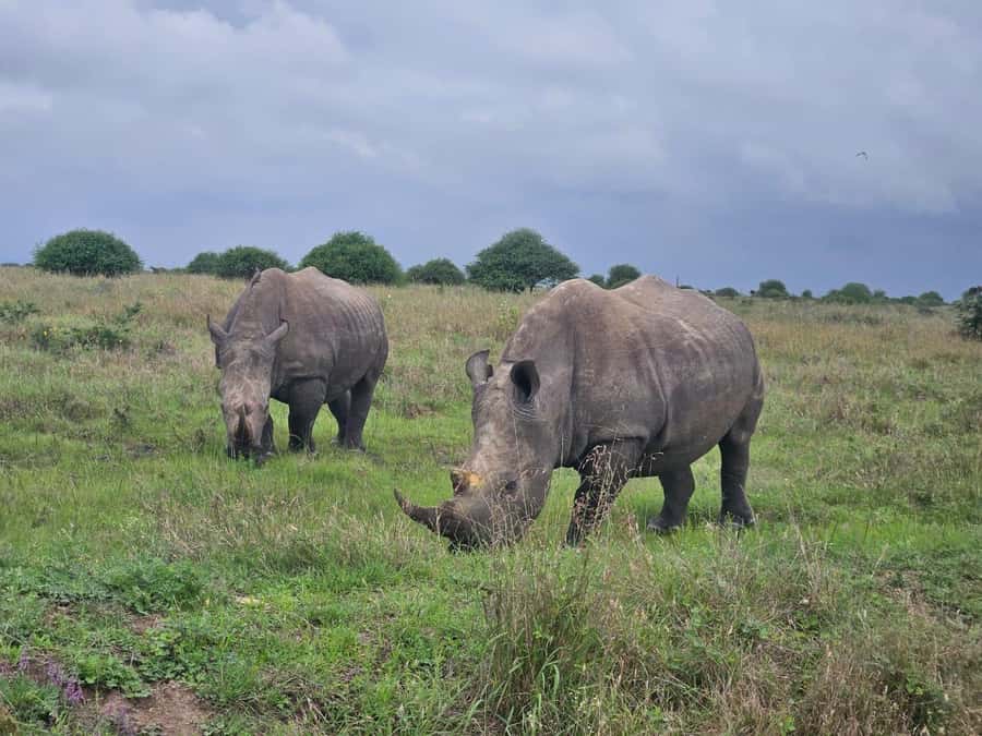 5 Hours Nairobi National Park Game Drive Tour 4x4 Open Roof - Why Nairobi National Park Works So Well