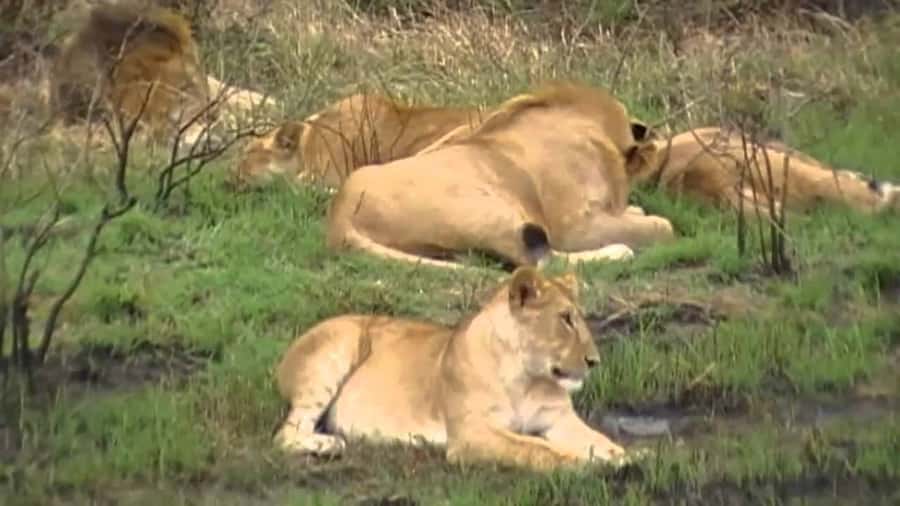 5 Hours Nairobi National Park Game Drive Tour 4x4 Open Roof - The Early Pickup and Ride Into the Park
