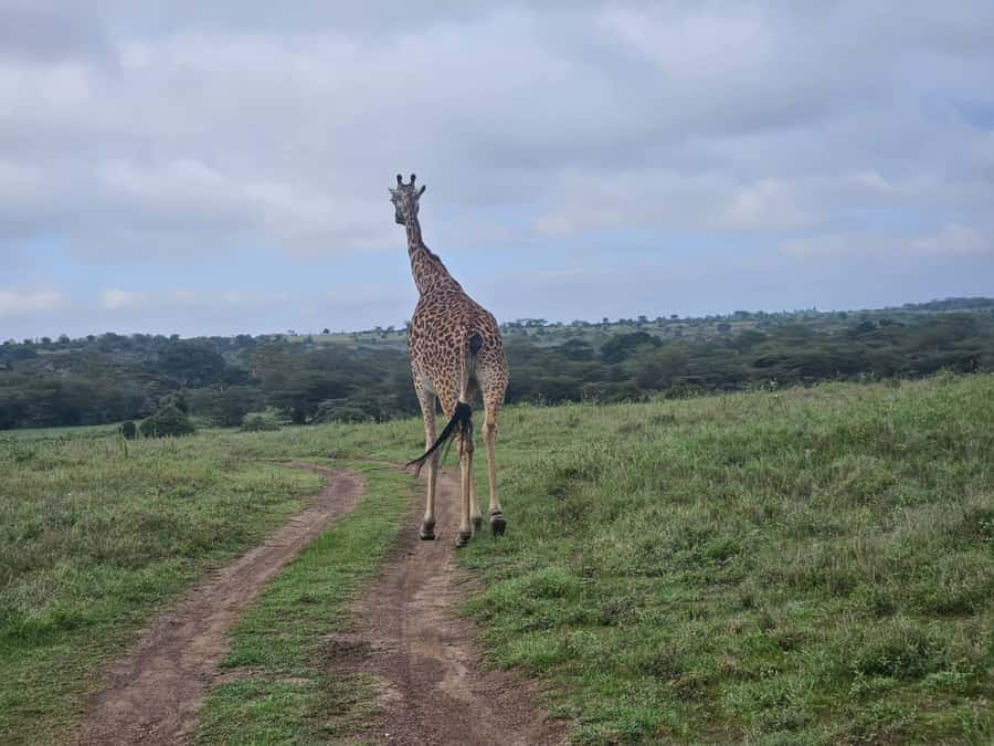 5 Hours Nairobi National Park Game Drive Tour 4x4 Open Roof - What You Might See on the Game Drive