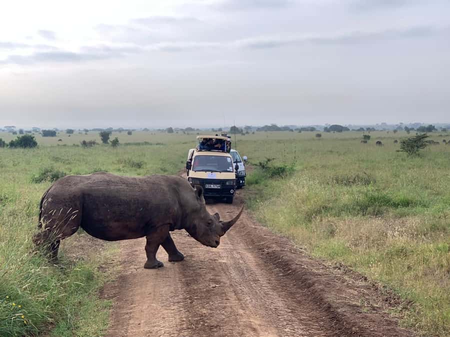 5 Hours Nairobi National Park Game Drive Tour 4x4 Open Roof - The Open-Roof 4x4 Difference