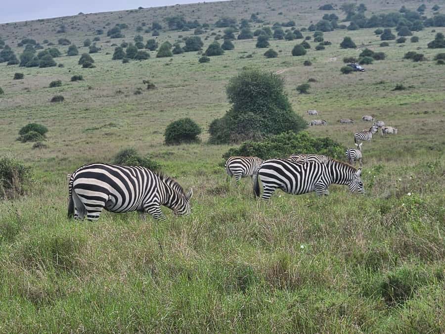 5 Hours Nairobi National Park Game Drive Tour 4x4 Open Roof - What the $80 Price Really Includes