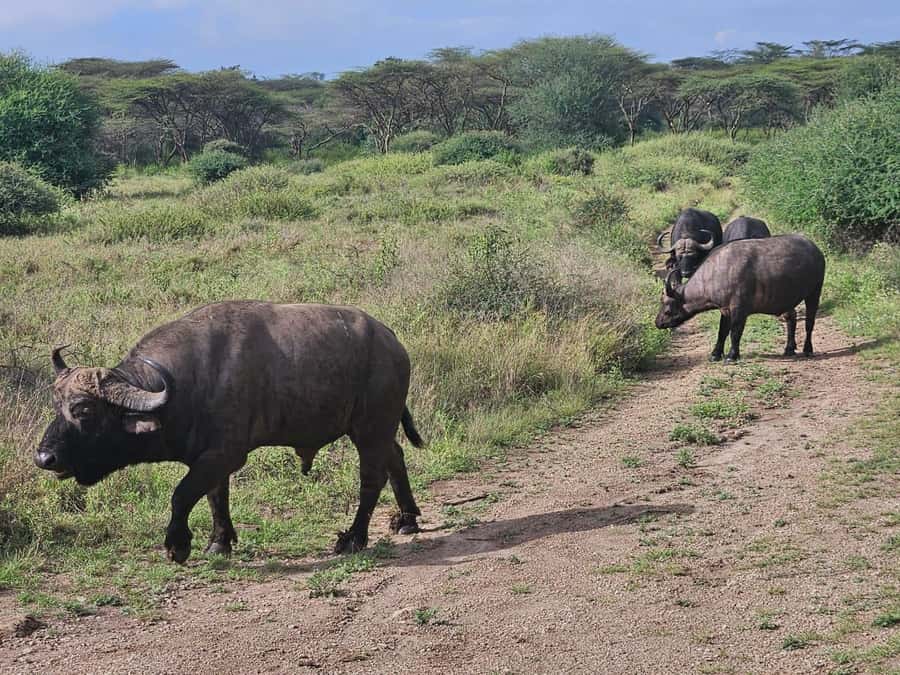 5 Hours Nairobi National Park Game Drive Tour 4x4 Open Roof - Kobe Beads and the Optional Add-Ons