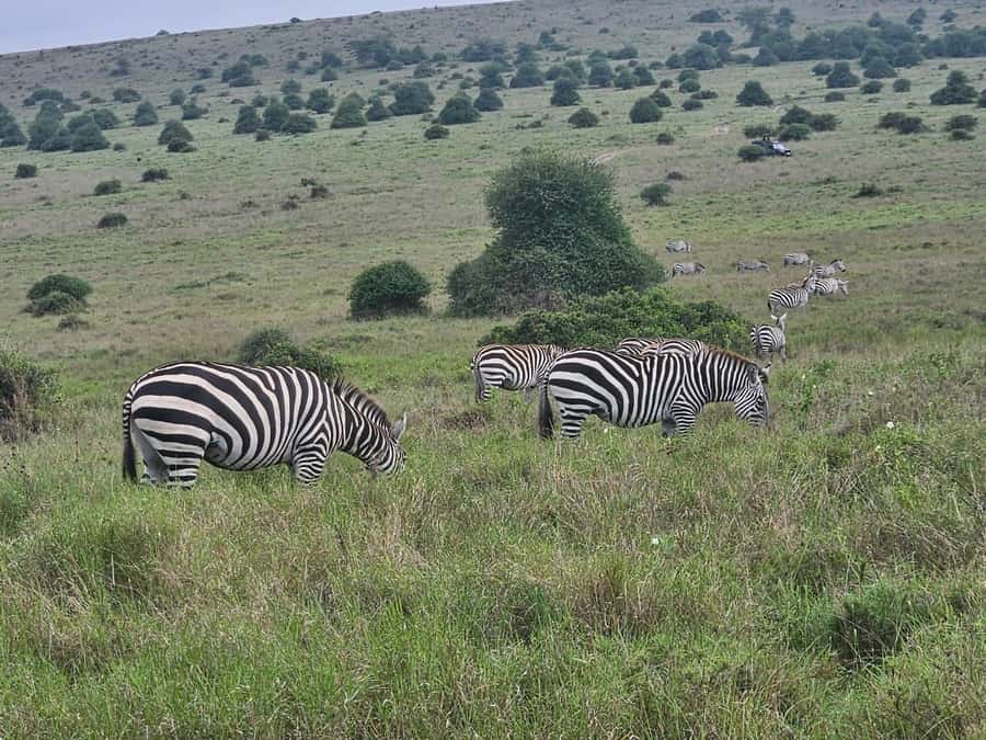5 Hours Nairobi National Park Game Drive Tour 4x4 Open Roof - Timing, Duration, and Planning Advice