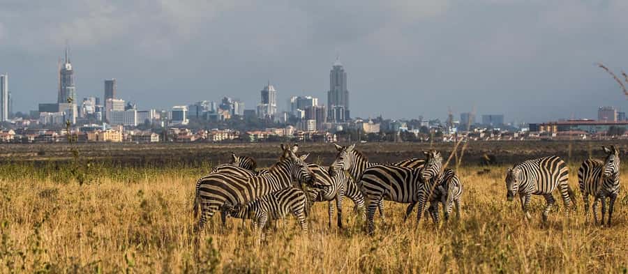 5 Hours Nairobi National Park Game Drive Tour 4x4 Open Roof - Who Should Book This Safari?