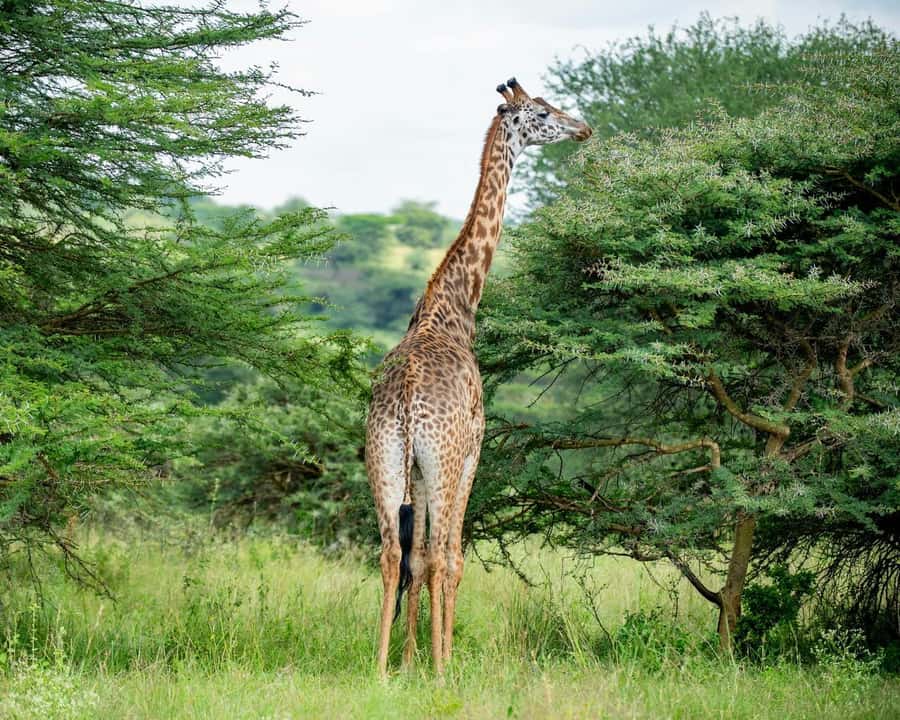 5 Hours Nairobi National Park Guided Tour with Free Pickup - Key Points At A Glance
