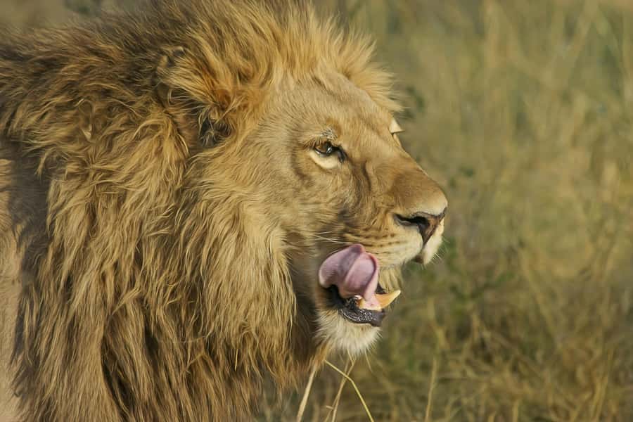 5 Hours Nairobi National Park Guided Tour with Free Pickup - Morning Or Afternoon: Which Departure Works Best?