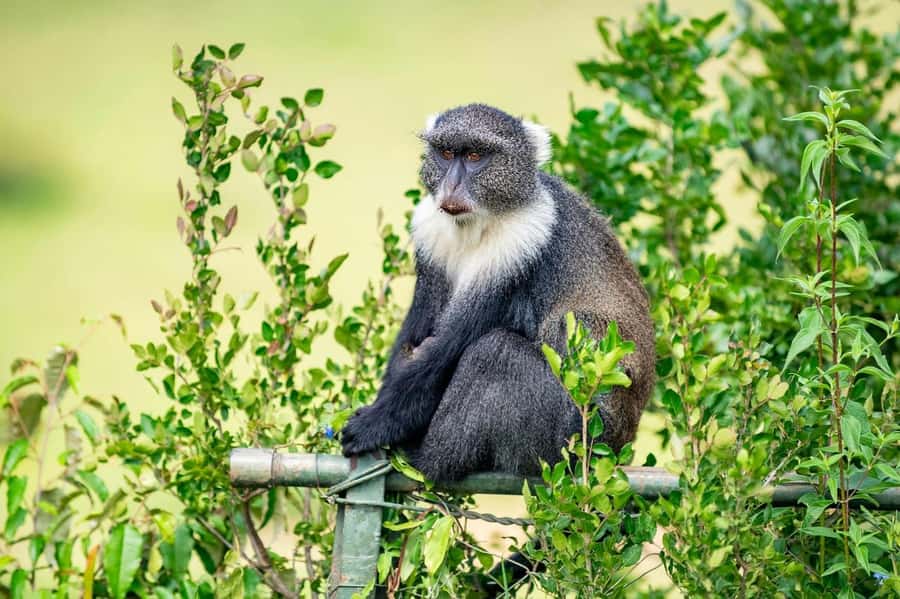 5 Hours Nairobi National Park Guided Tour with Free Pickup - Hotel Pickup And The Ride Into The Park