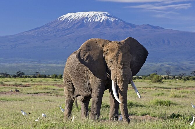 5days Tour Tsavo East & west, Amboseli from Mombasa / Nairobi - Key points to know before booking