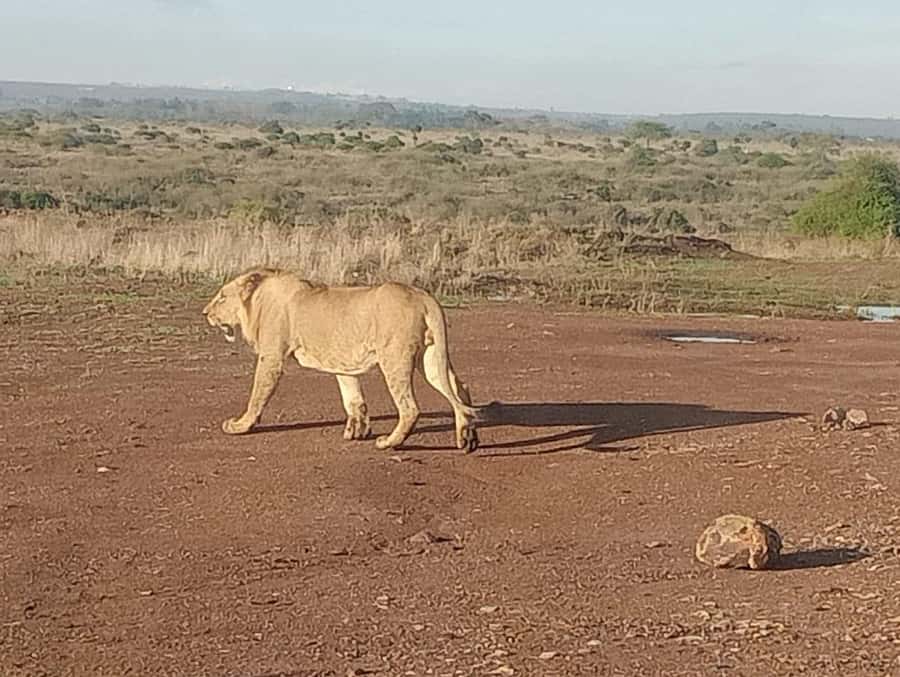 5Hrs Nairobi National Park MorningEvening Gamedrive 4x4 Van - Transport, group size, and the rough-road reality