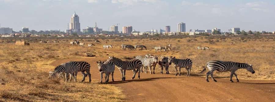 5Hrs Nairobi National Park MorningEvening Gamedrive 4x4 Van - What the $80 price really covers
