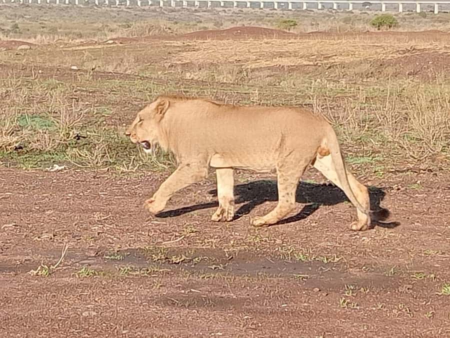 5Hrs Nairobi National Park MorningEvening Gamedrive 4x4 Van - Guides and the quality of the experience