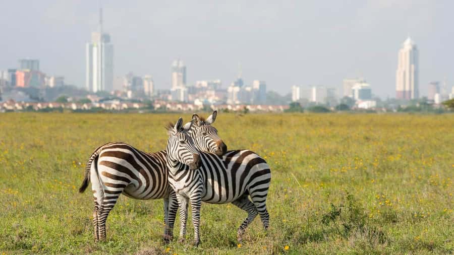 5Hrs Nairobi National Park MorningEvening Gamedrive 4x4 Van - The early morning game drive