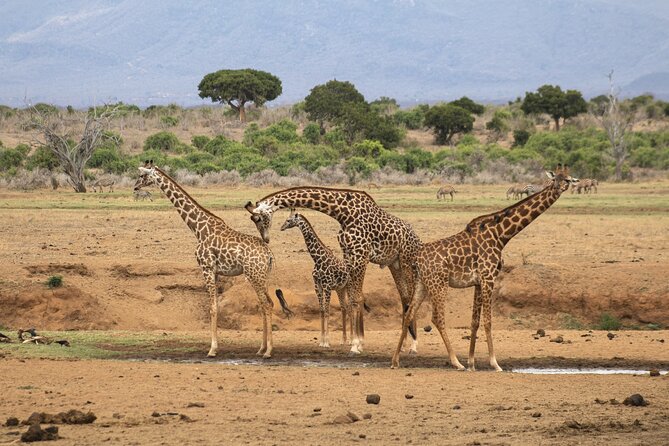 5Hrs Nairobi National Park MorningEvening gamedrive 4x4 vehicle - Sunrise timing and the first game drive