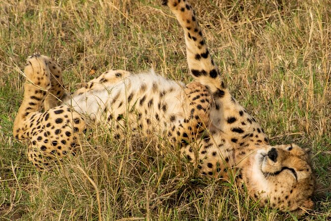 5Hrs Nairobi National Park MorningEvening gamedrive 4x4 vehicle - Ivory Burning Site: a short but serious stop