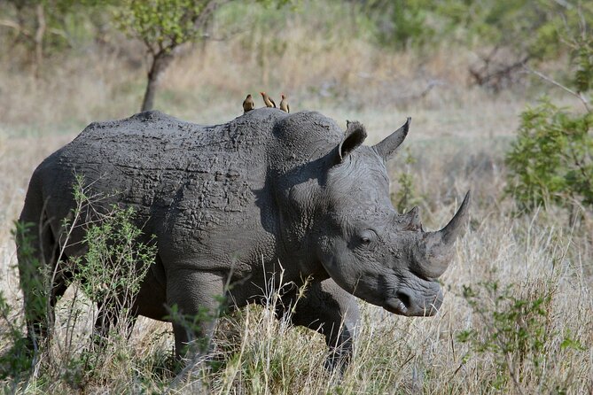 5Hrs Nairobi National Park MorningEvening gamedrive 4x4 vehicle - Water, park entry, and small practical details