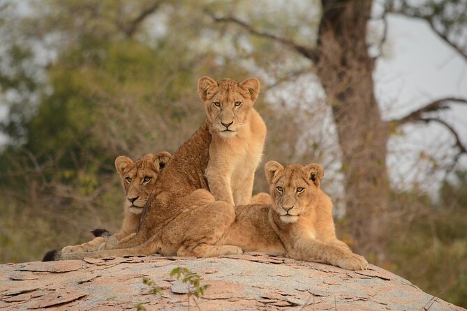 5Hrs Nairobi National Park MorningEvening gamedrive 4x4 vehicle - Guides who shape the experience