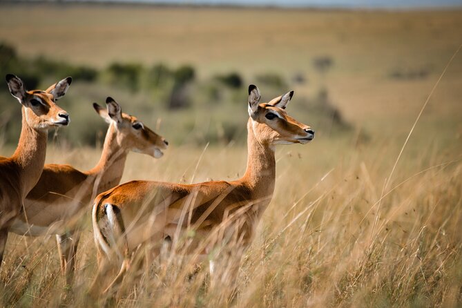6-Day 5 Nights Masai Mara, Lake Nakuru & Amboseli Budget Safari - Leaving the Mara for Lake Nakuru