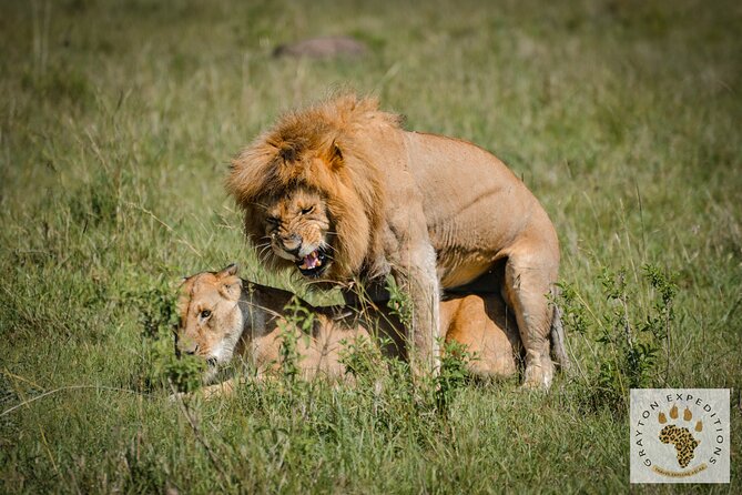 6-Day 5 Nights Masai Mara, Lake Nakuru & Amboseli Budget Safari - The final morning and return to Nairobi