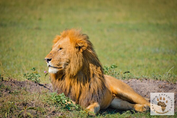 6-Day 5 Nights Masai Mara, Lake Nakuru & Amboseli Budget Safari - Accommodation, meals, and comfort