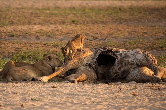 6-Day Kenya and Tanzania safari - What this Kenya and Tanzania route does well