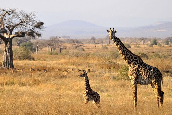 6-Day Kenya and Tanzania safari - Day 4: Serengeti gets its proper share of time