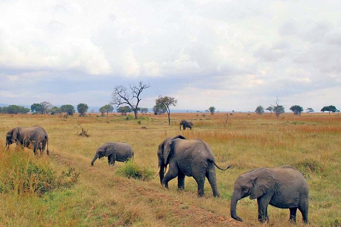 6-Day Kenya and Tanzania safari - Day 2: A full game-drive day in Masai Mara