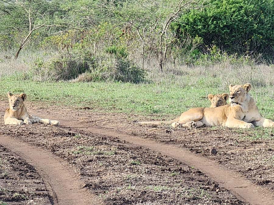 6-Day kenya safari to Amboseli and Tsavo west & East. - Day 3: From Amboseli to Tsavo West