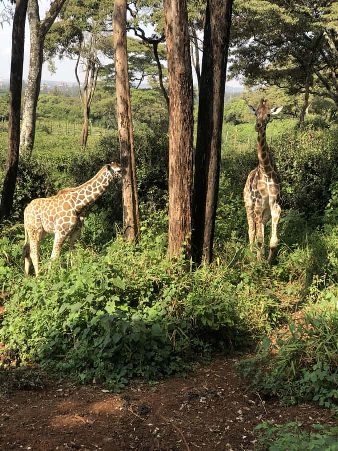 6-Day kenya safari to Amboseli and Tsavo west & East. - Day 6: Final game drive and return to Nairobi