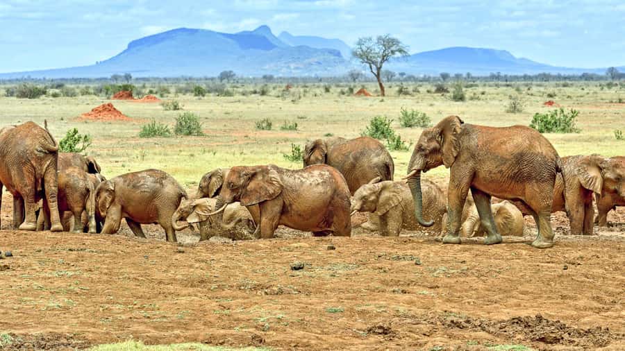 6-Day kenya safari to Amboseli and Tsavo west & East. - Who should choose this six-day route?