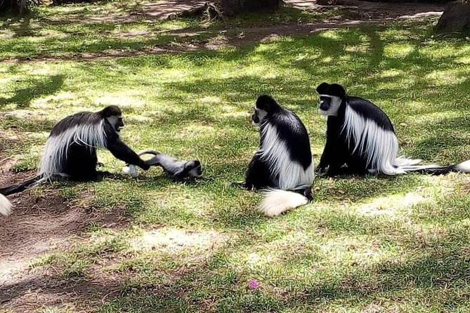 6 Day Maasai Mara, Lake Nakuru, Amboseli National Park - Day 6: Returning to Nairobi