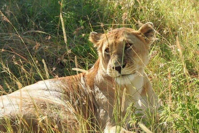 6 Day Maasai Mara, Lake Nakuru, Amboseli National Park - Day 2: A full day among Amboseli’s elephants