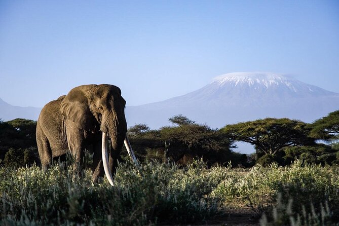 6-Day Maasai Mara, Lake Nakuru and Amboseli Safari - Amboseli wildlife with Kilimanjaro in the background