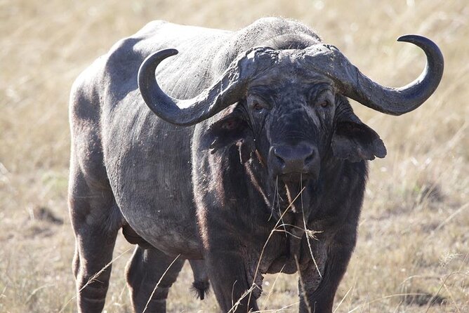 6-Day Maasai Mara, Lake Nakuru and Amboseli Safari - The final drive back to Nairobi