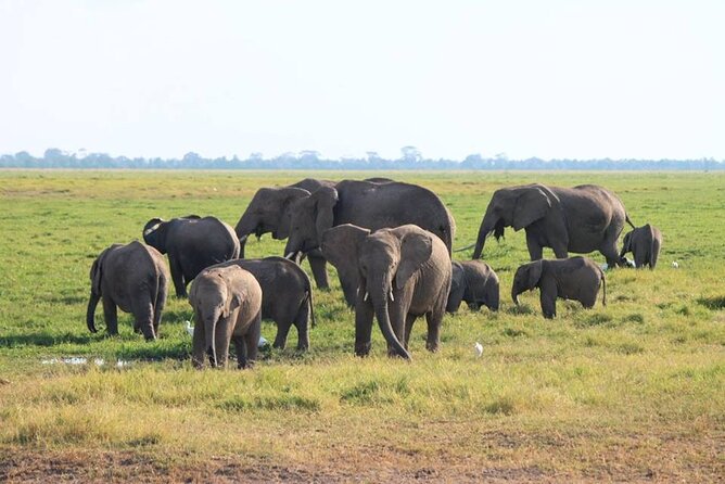 6-Day Maasai Mara, Lake Nakuru and Amboseli Safari - Guides, vehicle, and the private format