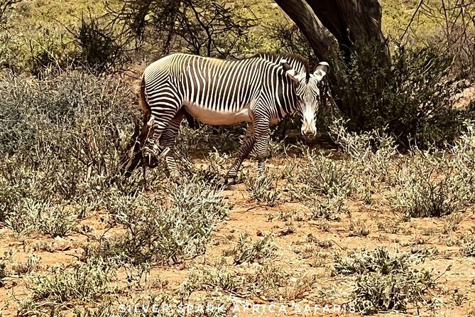 6-Day Maasai Mara Reserve, Lake Naivasha, Amboseli National Park - What $1,800 buys you over six days