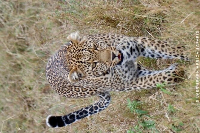 6-Day Maasai Mara Reserve, Lake Naivasha, Amboseli National Park - Day 2: A full day in the Mara