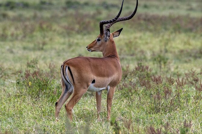 6-Day Maasai Mara Reserve, Lake Naivasha, Amboseli National Park - Day 3: Lake Naivasha and the cliffs of Hell’s Gate