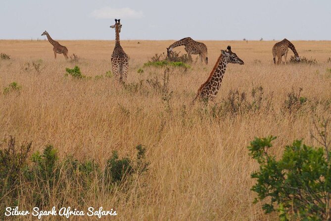 6-Day Maasai Mara Reserve, Lake Naivasha, Amboseli National Park - Day 4: Crossing through Nairobi to Amboseli