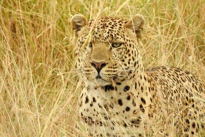 6-Day Maasai Mara Reserve, Lake Naivasha, Amboseli National Park - The private format and guiding