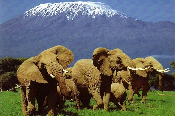 6-Day Masai Mara, Nakuru, Amboseli Budget Joining Safari - Why this six-day route works