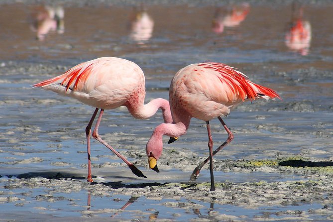 6-Day Masai Mara, Nakuru, Amboseli Budget Joining Safari - Day 4: The long road to Amboseli