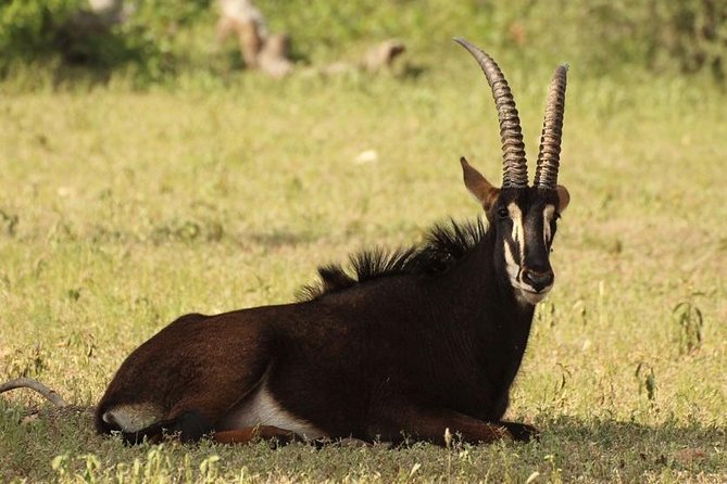 6-Day Masai Mara, Nakuru, Amboseli Budget Joining Safari - Day 6: A final morning drive and return to Nairobi