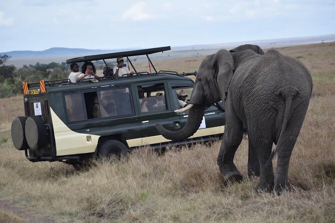 6 Day Nairobi-Amboseli-Maasai Mara Private Semi Luxury Tour - Day 5: The Mara gets its best chance