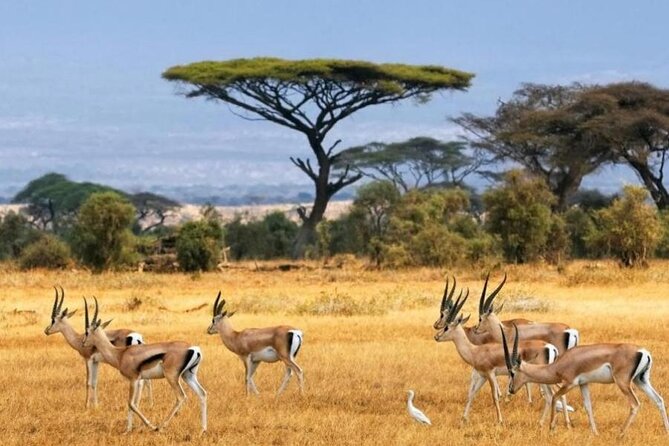 6-Day Private Landcruiser Safari to Masai Mara, Nakuru & Amboseli - Why this six-day route works