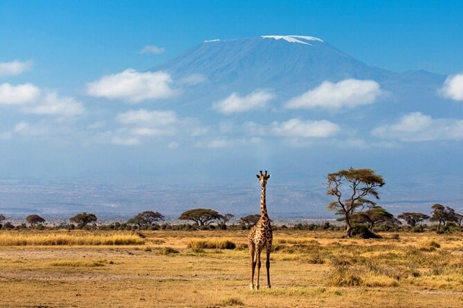 6-Day Private Landcruiser Safari to Masai Mara, Nakuru & Amboseli - Day 4: Nakuru’s morning drive, then the long road to Amboseli