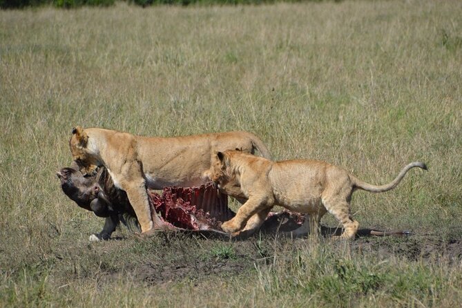 6-Day Private Landcruiser Safari to Masai Mara, Nakuru & Amboseli - Day 5: Elephants and Kilimanjaro in Amboseli