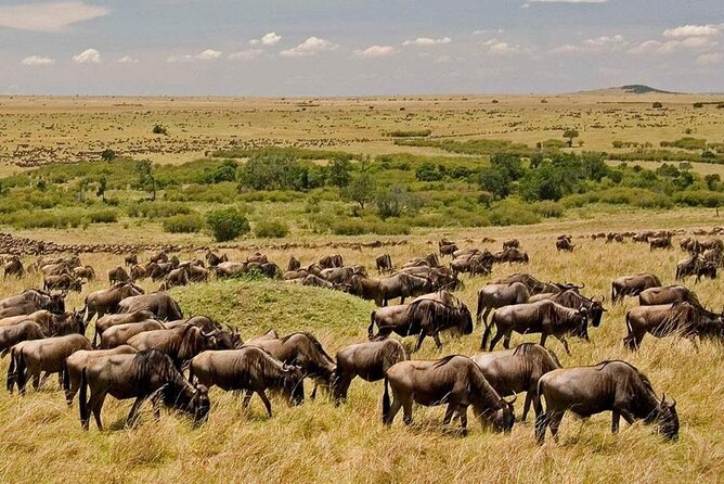 6-Day Private Landcruiser Safari to Masai Mara, Nakuru & Amboseli - Day 6: One final game drive and return to Nairobi