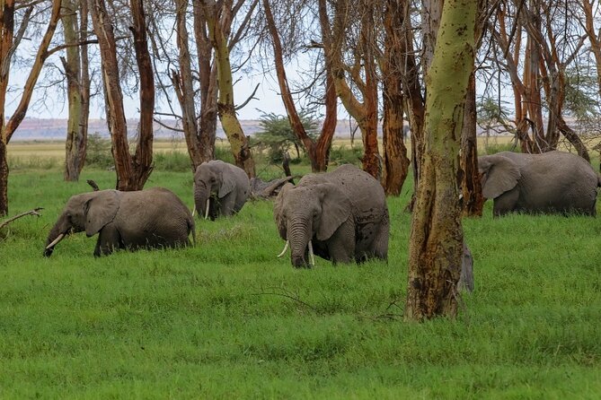 6-Day Private Landcruiser Safari to Masai Mara, Nakuru & Amboseli - What the $2,165 price gives you