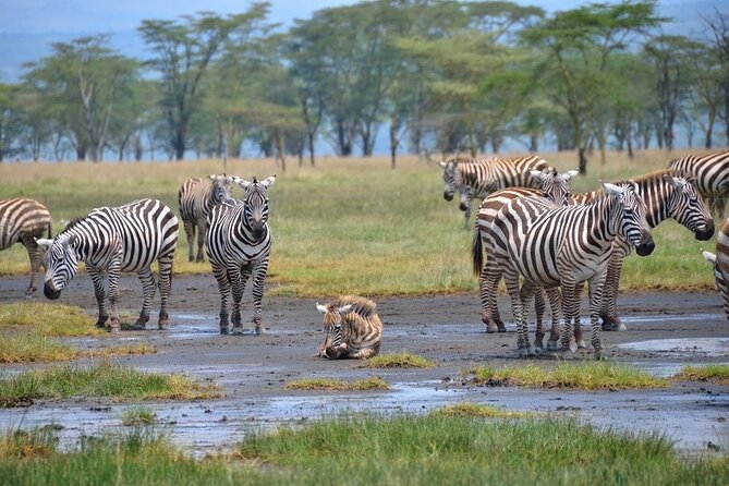6-Day Private Tour in Samburu, Nakuru and Maasai Mara - Day 1: From Nairobi to Samburu via the Rift Valley